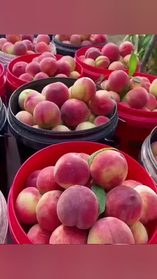 無脊椎動物？當心這水果里的“不速之客”！——談優質應季水果的選購與處理